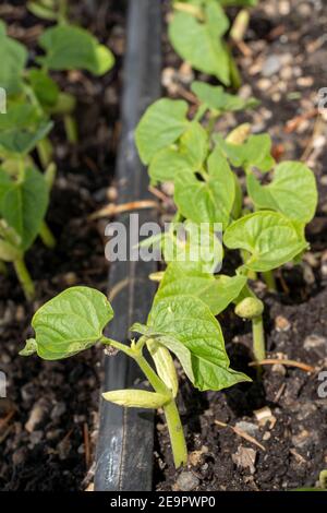 Issaquah, Washington, Stati Uniti. Piantine di fagioli di Monte Cristo con cotiledoni, le prime foglie prodotte dalle piante. I cotiledoni non sono considerati tr Foto Stock