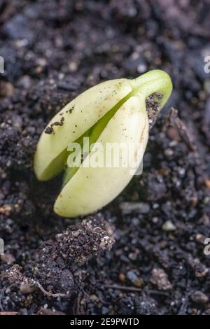 Issaquah, Washington, Stati Uniti. Monte Cristo Pole Bean, che sta per germogliare cotiledoni, le prime foglie prodotte dalle piante. Foto Stock