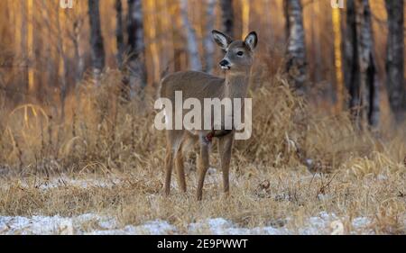 Fawn dalla coda bianca con una ferita aperta della gamba. Foto Stock