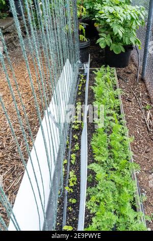 Issaquah, Washington, Stati Uniti. Monte Cristo Pole Bean Seedlings, circondato da foamcore per tenere fuori slug e altri critters. Foto Stock