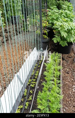 Issaquah, Washington, Stati Uniti. Monte Cristo Pole Bean Seedlings, circondato da foamcore per tenere fuori slug e altri critters. Foto Stock