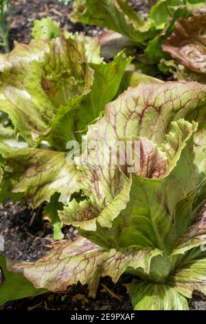 Issaquah, Washington, Stati Uniti. Radicchio o piante di cicoria rossa Foto Stock