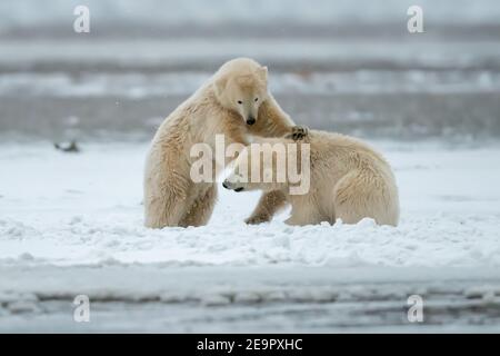 Giocosi cuccioli di orso polare (Ursus maritimus) nel Circolo polare Artico di Kaktovik, Alaska Foto Stock