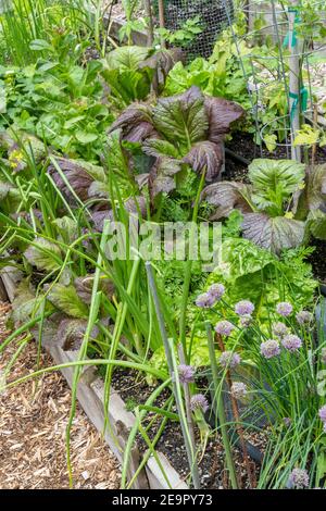 Issaquah, Washington, Stati Uniti. Giardino di comunità a letto rialzato primaverile con Green Wave Mustard Verdi, cipolle, erba cipollina, lattuga, patate, fragole e. Foto Stock