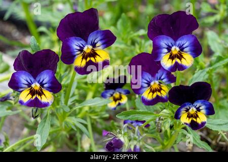 Issaquah, Washington, Stati Uniti. Pansies in crescita Foto Stock