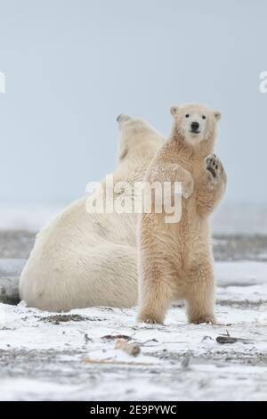 Orso polare (Ursus maritimus) madre & cucciolo nel Circolo polare artico di Kaktovik, Alaska Foto Stock