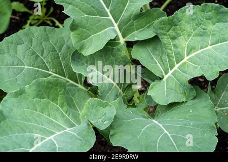 Issaquah, Washington, Stati Uniti. Gypsy Broccoli pianta in primavera. Foto Stock