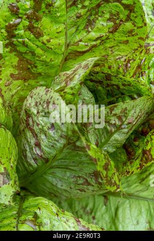 Issaquah, Washington, Stati Uniti. Flashy Trout's Back piante di lattuga Foto Stock