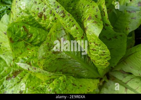 Issaquah, Washington, Stati Uniti. Flashy Trout's Back piante di lattuga Foto Stock