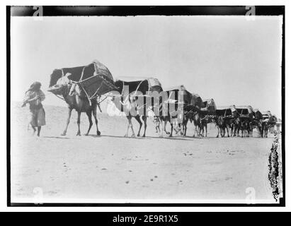 La Mecca, ca. 1910. Camel caravan del pellegrinaggio alla Mecca Foto Stock