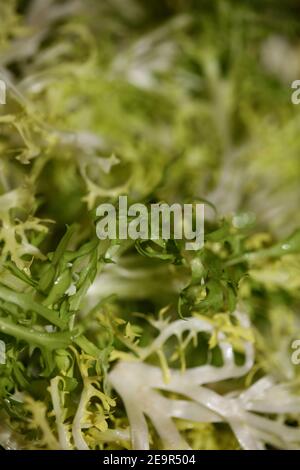 Verdure verdi primo piano Cichorium endivia famiglia asteraceae moderno alto stampe di qualità Foto Stock