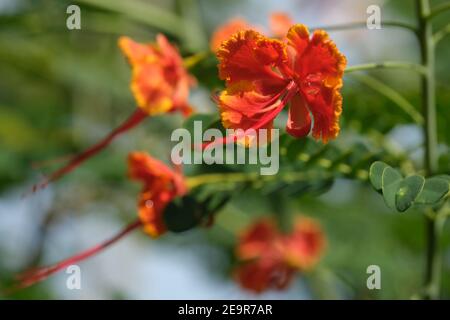 Indonesia Bali Pekutatan - fiori rossi Foto Stock