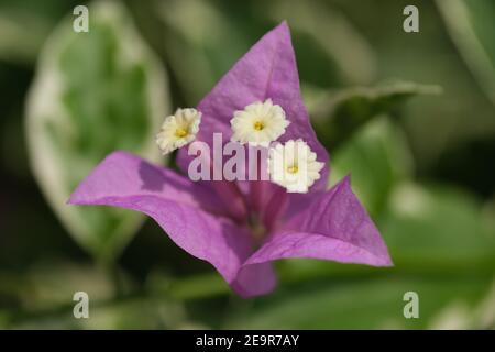 Indonesia Bali Pekutatan - fiore di Bougainvillea viola Foto Stock