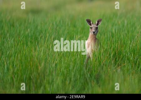 Kangaroo ( ) in Field, Girraween National Park, Southwest Queensland, Australia 2 febbraio 2017 Foto Stock