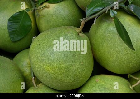 Primo piano di un mazzo di pomeli, Citrus maxima, per celebrare il Capodanno cinese. Il frutto è un simbolo di prosperità e Buona fortuna. Foto Stock