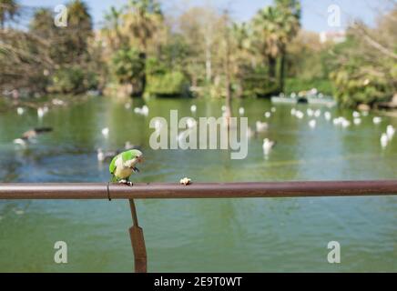 Giardino tropicale, lago e palme Foto Stock