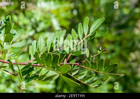 Arbusto sempreverde dioecioso, lentisco, pistacia lentisco, Catalogna, Spagna Foto Stock