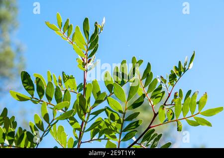 Arbusto sempreverde dioecioso, lentisco, pistacia lentisco, Catalogna, Spagna Foto Stock