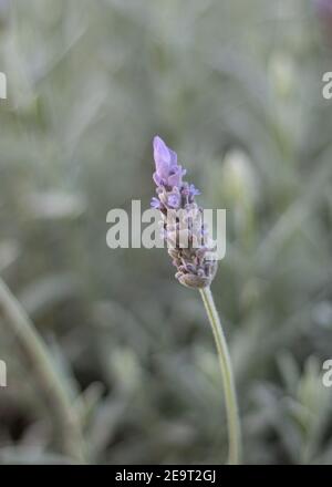 Primo piano di un fiore singolo di lavandula, con sfondo sfocato con altri fiori Foto Stock