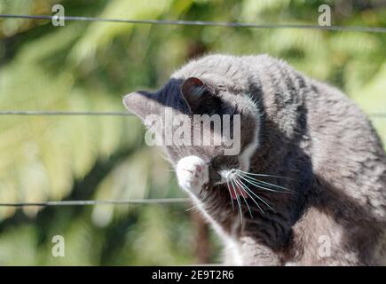 Grigio tuxedo shorthair gatto domestico con sfondo verde, fuoco selettivo, pulendo la testa con la sua zampa Foto Stock