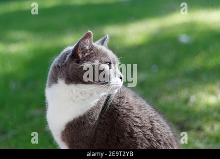 Grigio tuxedo shorthair gatto domestico con sfondo verde, fuoco selettivo. Cat guarda verso la parte destra del telaio Foto Stock