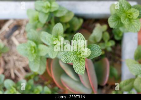 Erbe di menta in una pentola di pianta di calcestruzzo fra i succulenti, con fuoco selettivo Foto Stock