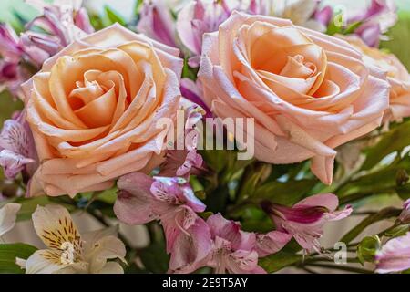 Sfondo di un bouquet di rose rosa. Il concetto di San Valentino, compleanno, Giornata Internazionale della Donna. Design delle vacanze Foto Stock