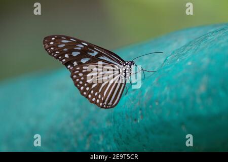 Tigre blu vetrosa (Ideopsis vulgaris) una farfalla di tigre blu che poggia su un azzurro pallido roccia dipinta Foto Stock