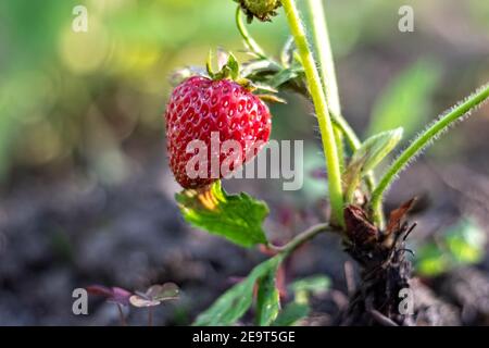 Su uno sfondo sfocato, fragole rosse mature su un cespuglio nel giardino Foto Stock