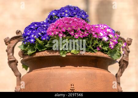 Closeup di un gruppo di fiori porpora e rosa Cineraria (famiglia Daisy) in un antico vaso di terracotta. Italia. Foto Stock