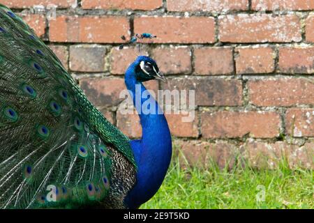 Pavo blu (Pavo cristatus) Display a pavone blu con sfondo in mattoni e erba Foto Stock