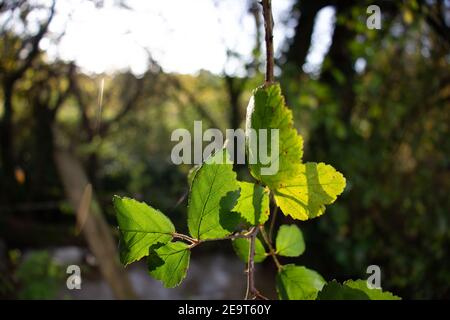 il bramble lascia sopra un fiume che cattura la luce del mattino Foto Stock