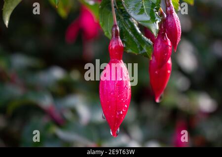 Fiori di Fuchsia rossi luminosi ma non aperti appesi alla rugiada su sfondo verde naturale Foto Stock