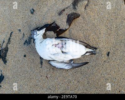 Uccello morto sdraiato su una spiaggia in Irlanda. Foto Stock