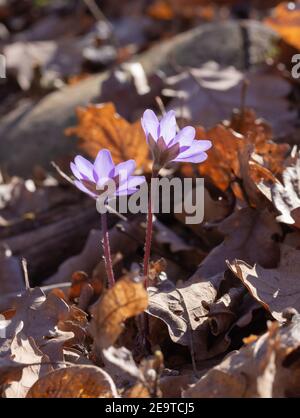 Prima fioritura in primavera; liverwort (anemone hepatica) fiori in mezzo alle foglie d'autunno Foto Stock