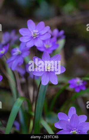 Gruppo di fiori di vermi (anemone hepatica) in primavera nella valle alpina 'Frühlingstal' a Caldaro, Alto Adige, Italia Foto Stock