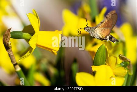 Falco-falco di colibrì (Macroglossum stellatarum) farfalla in volo a un narciso (narciso) fiorisce con offuscato sfondo bokeh Foto Stock