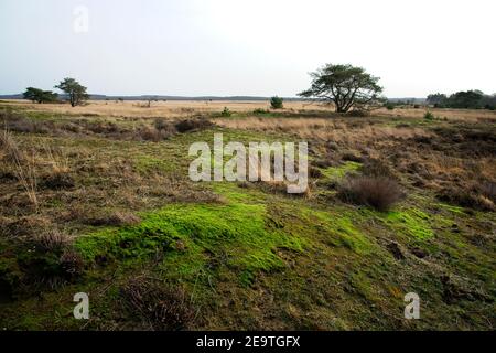 Otterlo Paesi Bassi - 29 febbraio 2020 - Moss stella di Heath (Campylopus introflexus) nel Parco Nazionale Hoge Veluwe Foto Stock