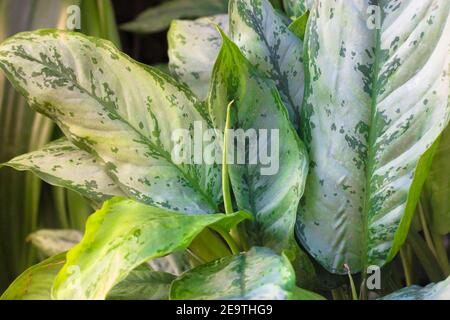 Dieffenbachia, Dumb cane, leopardo foglie tessitura e sfondo. Prendersi cura di piante esotiche di casa. Foto di alta qualità Foto Stock