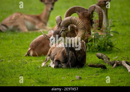 Animale Ritratto di un maestoso maschio mouflon (Capo Closeup - Ovis Orientalis) con grandi corna curvilinee - trofie popolari in pericolo durante il caccia Foto Stock