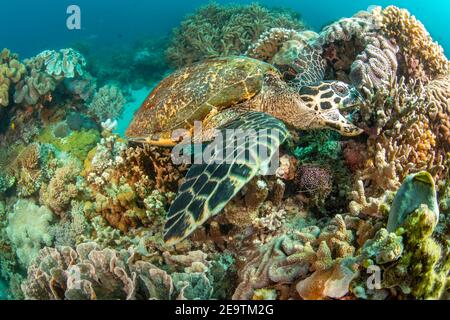 Eretmochelys imbricata, una tartaruga di falksbill a rischio critico, prende un morso dalla barriera corallina, Filippine, Oceano Pacifico. Foto Stock