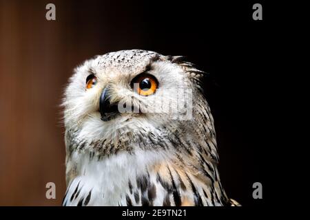 Ritratto animale di un gufo selvatico di aquila siberiana (Bubo Bubo sibiricus), con occhi arancioni luminosi (isolati su sfondo nero), seduto in un albero Foto Stock