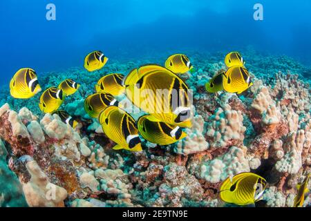 Raccoon butterflyfish, Chaetodon lunula, si trovano spesso in grandi scuole, Hawaii. Foto Stock