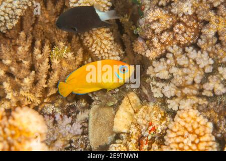 Il pesce angelo di scorza, Centropyge flavissima, è un membro della famiglia degli angeli nani con un caratteristico cerchio di occhi blu, Fiji. Foto Stock