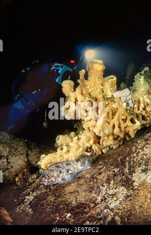 Un subacqueo (MR) fotografa la massa di uovo di lingcod in una spugna nuvolosa, Afrocallistes vastus. Il lingcod maschile, Ophiodon elongatus, poggia sotto la protezione della spugna Foto Stock