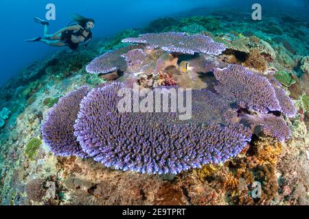 Il corallo rigido viola domina questa scena di barriera corallina con un subacqueo (MR), Indonesia. Foto Stock