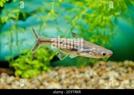 Lo squalo iridescente (Pangasianodon hypophthalmus) è una specie di pesce gatto di squalo (famiglia Pangasiidae) originario dei fiumi del Sud-est asiatico. Foto Stock