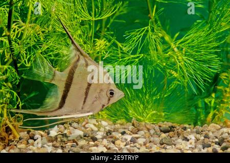 Pterophyllum altum, detto anche altum angelfish, profondo angelfish, o orinoco angelfish Foto Stock