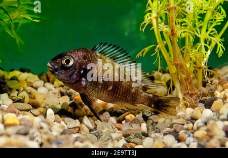 Tropheus duboisi, il cichlid bianco macchiato, è una specie di cichlid endemico al lago Tanganyika. Può raggiungere una lunghezza di 12 cm Foto Stock