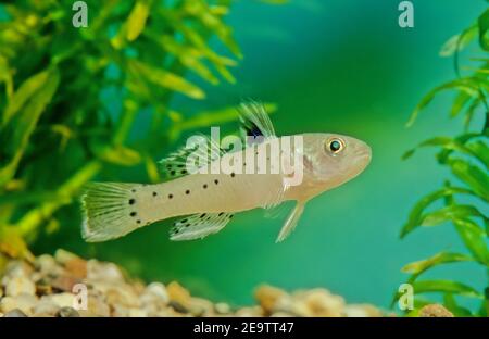 Stigmatogobius sadanundio è una specie di gobio originaria dell'Asia meridionale, dall'India all'Indonesia, compreso lo Sri Lanka e le Isole Andamane. Foto Stock